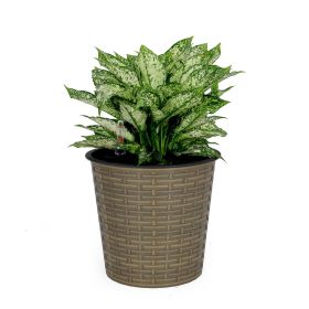 10.2" Self-watering Wicker Decor Planter for Indoor and Outdoor - Round - Natural (Color: as Pic)