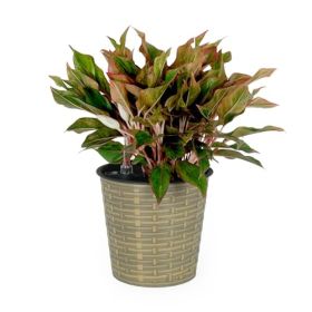 13.4" Self-watering Wicker Decor Planter for Indoor and Outdoor - Round - Natural (Color: as Pic)