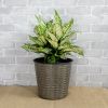 2-Pack Self-watering Wicker Decor Planter for Indoor and Outdoor - Round - Grey